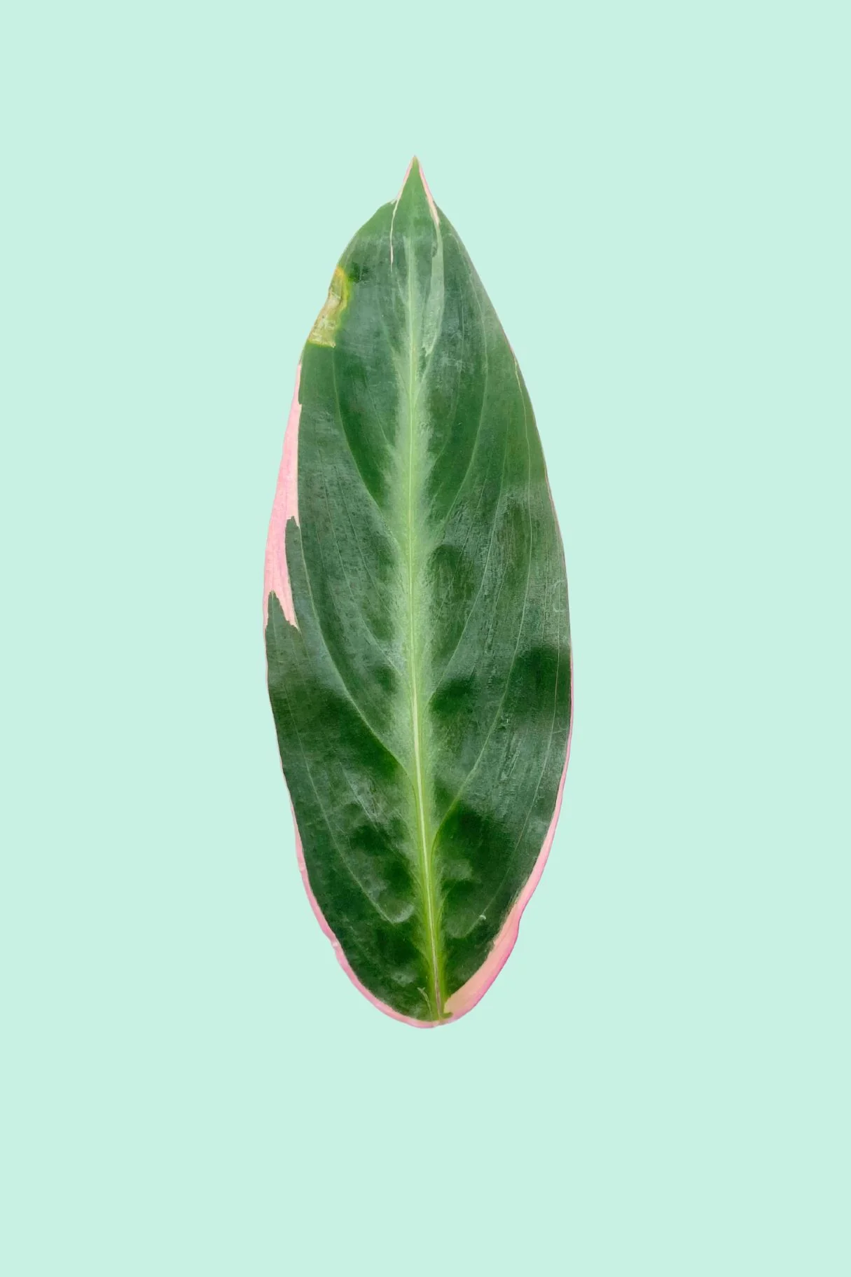 Plantes d'ombre