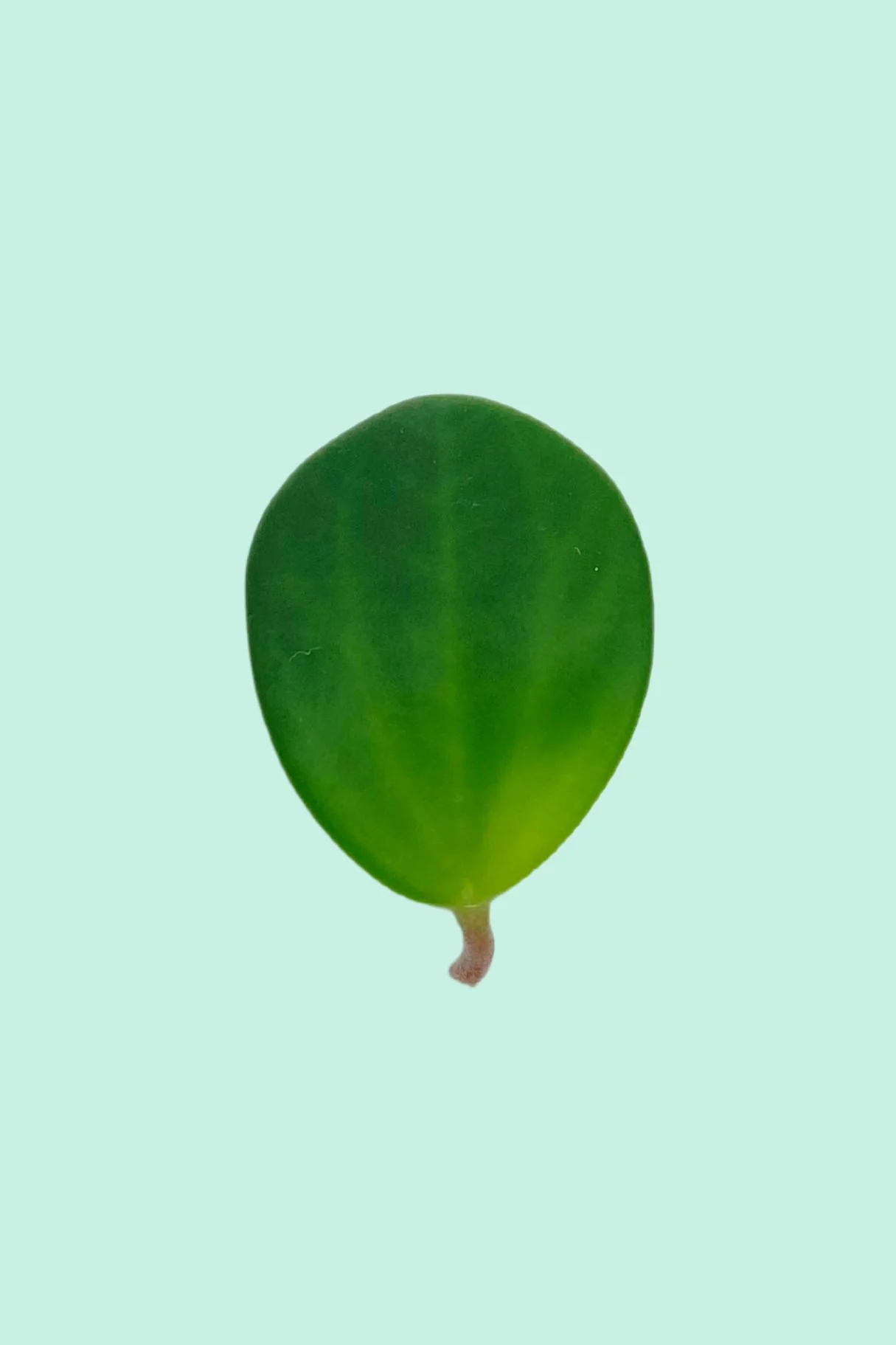 Plantes à suspendre