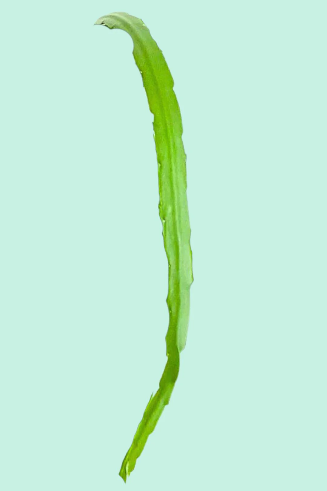 Débutants
